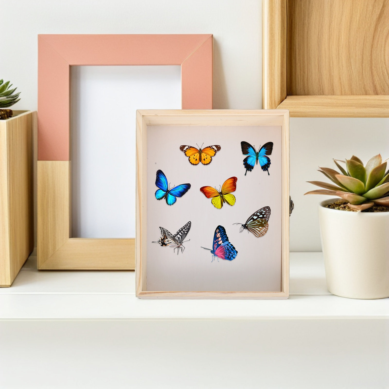 Boîte de présentation d'insect - Science Project avis et prix